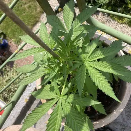 WhiteWidow auto Zamnesia Outdoor 2nd run