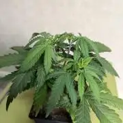 WoS - NL x Big Bud Early V. Outdoor 2026