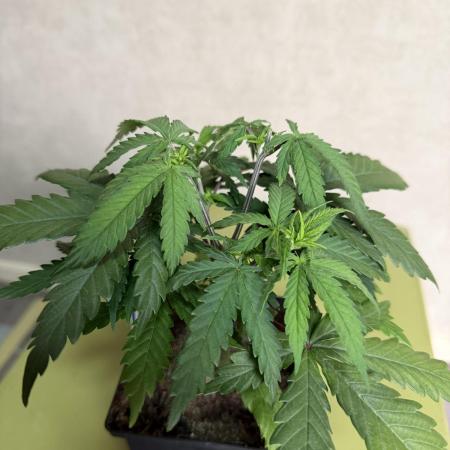 WoS - NL x Big Bud Early V. Outdoor 2026