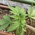 Purplematic CBD RQS Outdoor 2nd run 2025