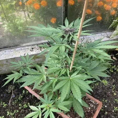 Purplematic CBD RQS Outdoor 2nd run 2025