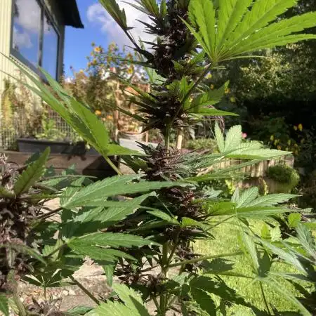 Purplematic CBD RQS Outdoor 2nd run 2025