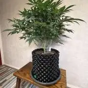 Zamnesia Landrace Pack - Panama Red