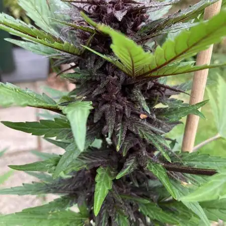 Purplematic CBD RQS Outdoor 2nd run 2025