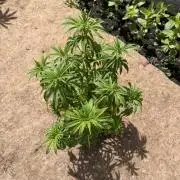 WoS - Appalachian Kush EV Outdoor 2026