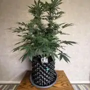 Zamnesia Landrace Pack - Colombian Gold