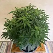 Zamnesia Landrace Pack - Panama Red