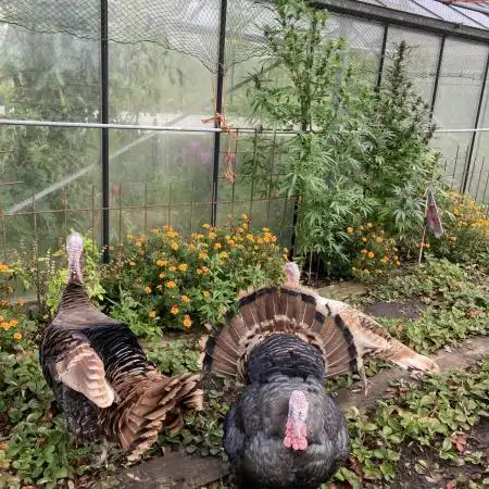 Euphoria CBD RQS Outdoor