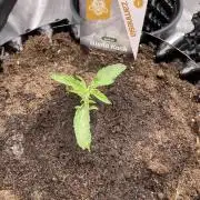 Zamnesia Landrace - Hindu Kush indoor