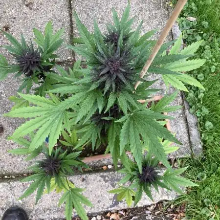 Purplematic CBD RQS Outdoor 2nd run 2025