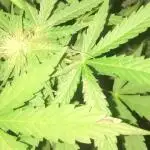 WhiteWidow auto Zamnesia Outdoor 2nd run