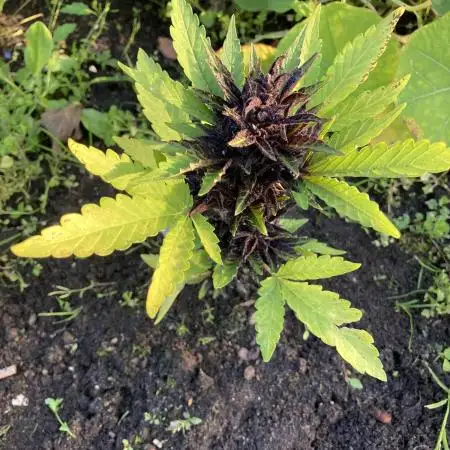 Purplematic CBD RQS Outdoor
