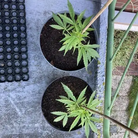 MilkyWay F1 RQS Outdoor