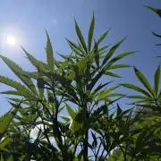 Dutch Passion - GMO Fast Outdoor 2026