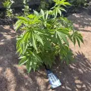 WoS - Amnesia Early Version Outdoor 2026