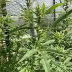 Black Runtz Zamnesia Seeds Outdoor