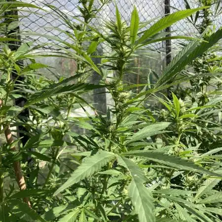 Black Runtz Zamnesia Seeds Outdoor
