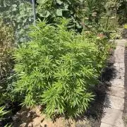 WoS - Amnesia Early Version Outdoor 2026