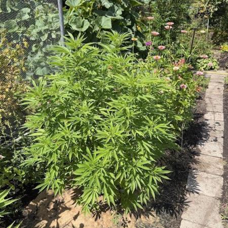 WoS - Amnesia Early Version Outdoor 2026