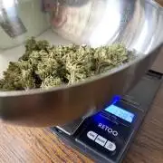 WoS - NL x Big Bud Early V. Outdoor 2026