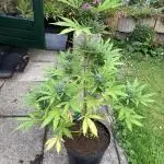 WhiteWidow auto Zamnesia Outdoor 2nd run