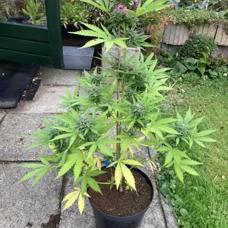 WhiteWidow auto Zamnesia Outdoor 2nd run