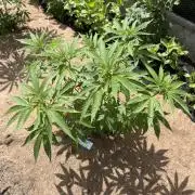 WoS - Burger Kush Early V. Outdoor 2026
