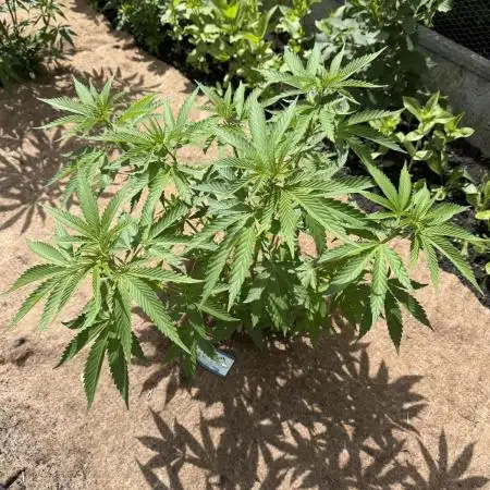 WoS - Burger Kush Early V. Outdoor 2026