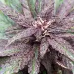 Purplematic CBD RQS Outdoor 2nd run 2025