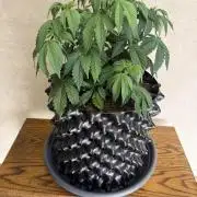 Zamnesia Landrace Pack - Colombian Gold