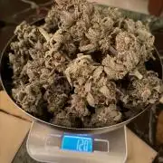 World of Seeds - Burger Kush EV