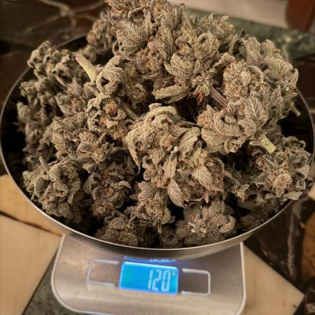 World of Seeds - Burger Kush EV