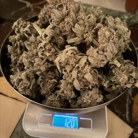 World of Seeds - Burger Kush EV