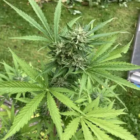 WhiteWidow auto Zamnesia Outdoor 2nd run
