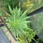 Euphoria CBD RQS Outdoor