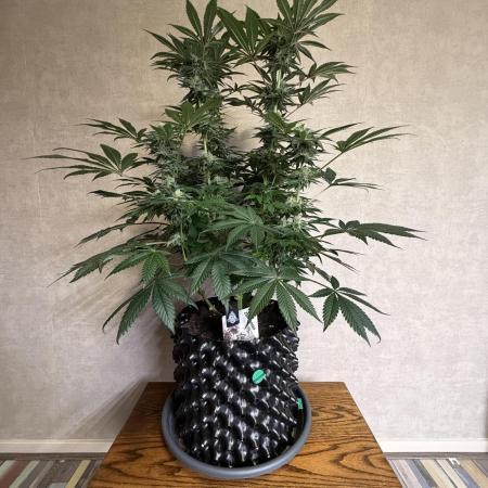 Zamnesia Landrace Pack - Colombian Gold