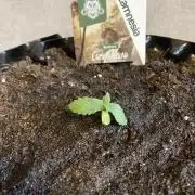 Zamnesia Landrace Pack - Lamb's Bread