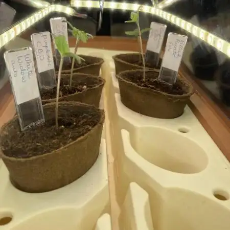 Royal CBG auto RQS outdoor