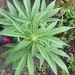 Royal CBG auto RQS outdoor 2nd run 2025