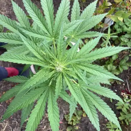 Royal CBG auto RQS outdoor 2nd run 2025