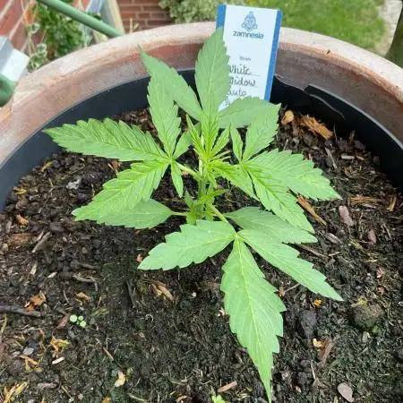 WhiteWidow auto Zamnesia Outdoor 2nd run