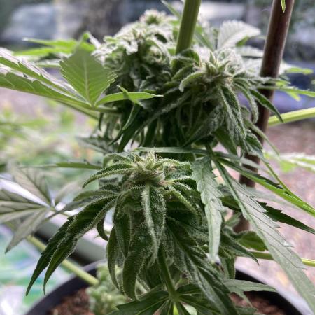 MilkyWay F1 RQS Outdoor