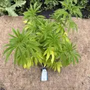 WoS - Amnesia Early Version Outdoor 2026