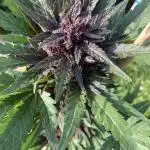 Purplematic CBD RQS Outdoor 2nd run 2025