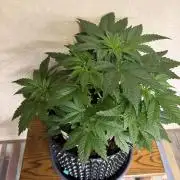 World of Seeds - Burger Kush EV