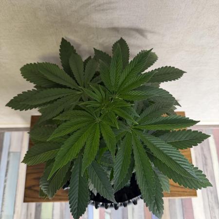 Zamnesia Landrace Pack - Lamb's Bread