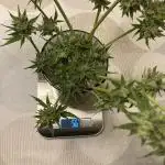 WhiteWidow auto Zamnesia Outdoor 2nd run