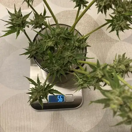 WhiteWidow auto Zamnesia Outdoor 2nd run