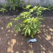 WoS - Burger Kush Early V. Outdoor 2026