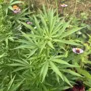 WoS - Appalachian Kush EV Outdoor 2026